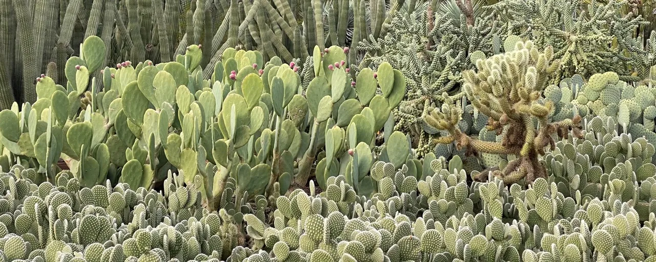 DESERT PULSE